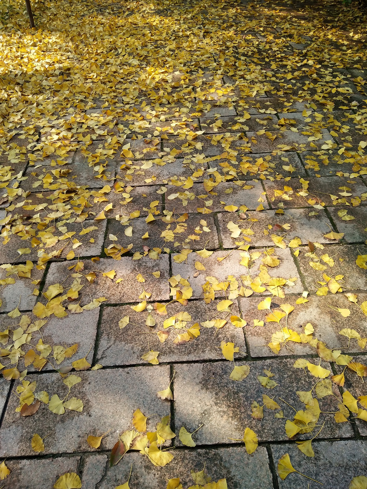 枫叶飘落的季节