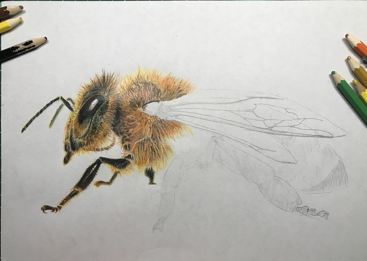 蜜蜂93|纯艺术|绘画|懒猫仔_原创作品-站酷zcool