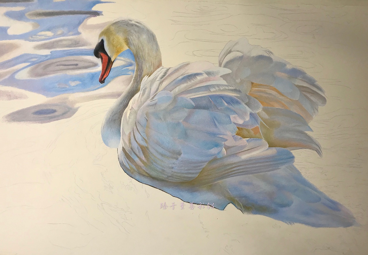 彩铅动物系列之-白天鹅,霹雳马绿辉偏写实风格|纯艺术|绘画|臻于至善