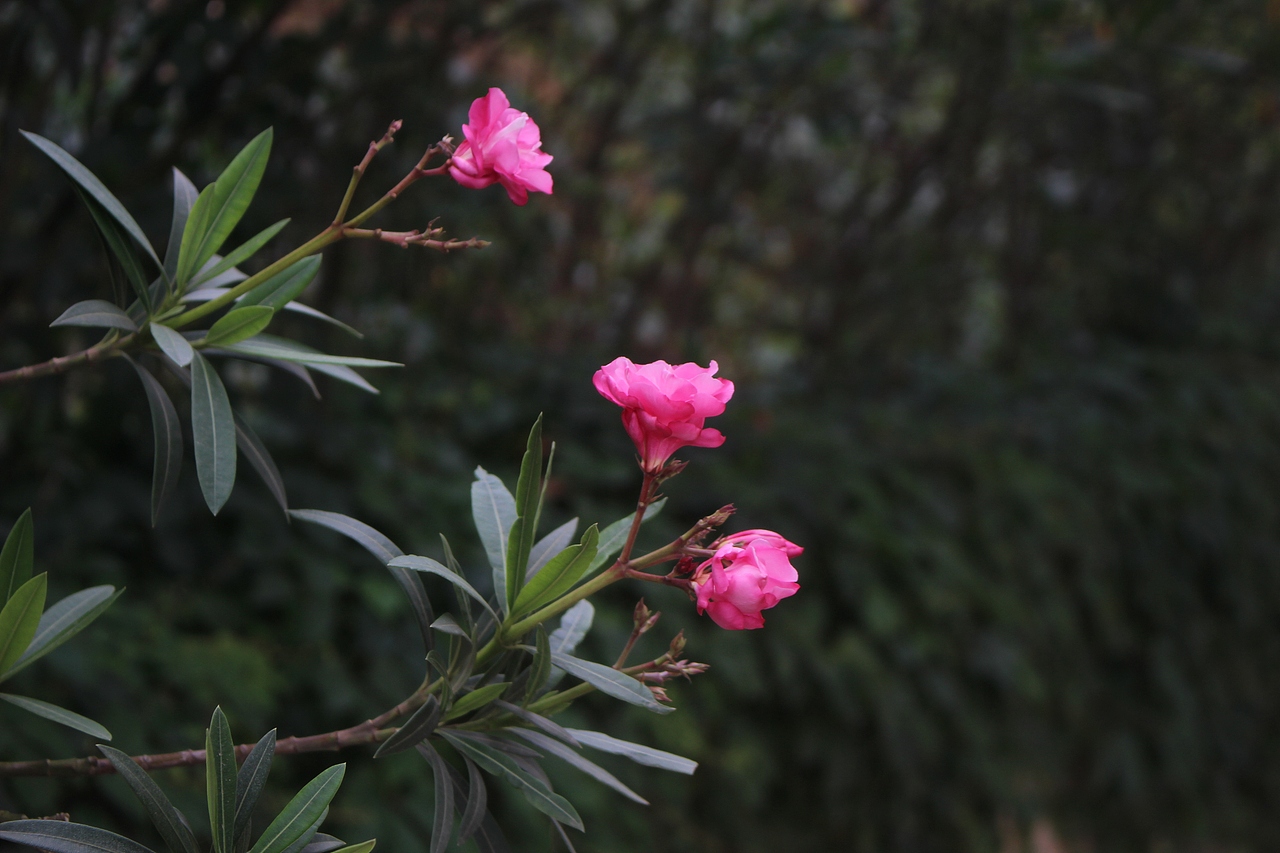 摄影作品（图ZMTczMzM0MDIw） - 其他摄影 - 站酷设计师乘风破浪的设计狗原创素材 - 站酷ZCOOL