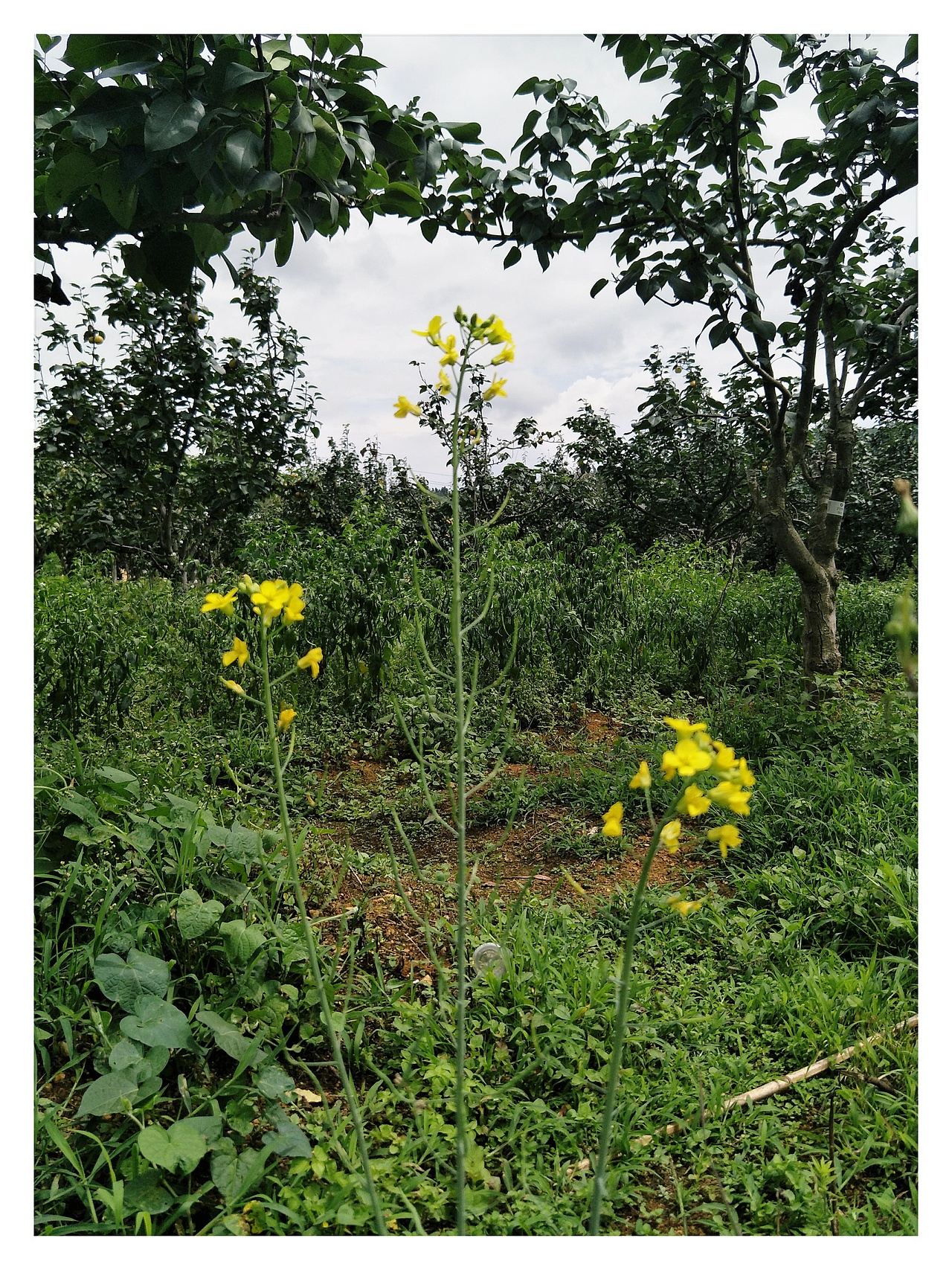 雁塔花果行，夕颜绕梨生。:leaves:（图ZMTIzNzc4ODU2） - 产品摄影 - 站酷设计师树深栖乌不语原创素材 - 站酷ZCOOL