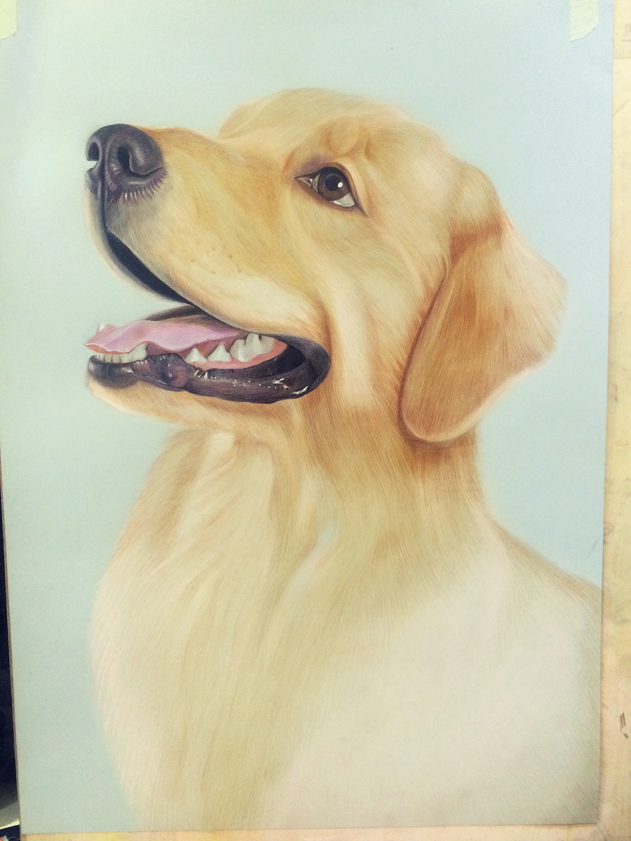 小金毛（图ZNTIxNzIwNzY=） - 绘画 - 站酷设计师Timtlb原创素材 - 站酷ZCOOL