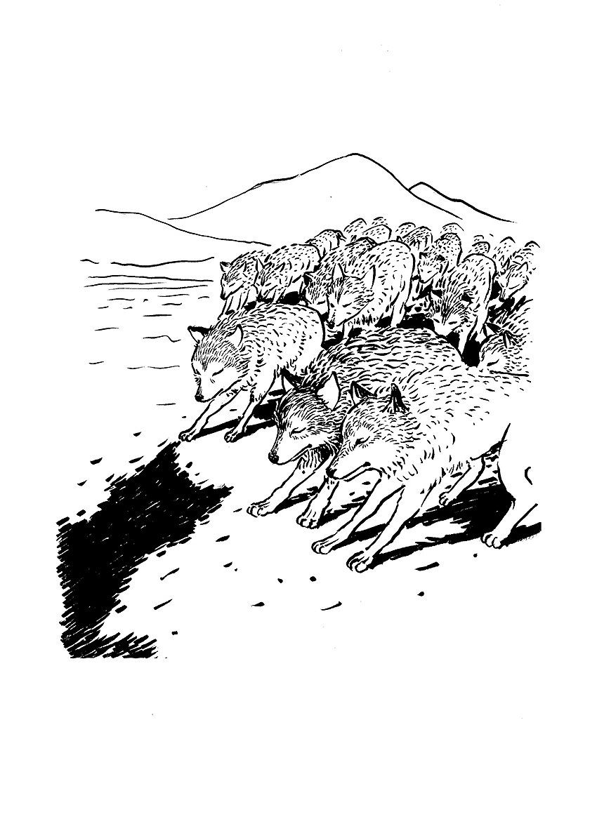 关于狼的一组手绘插画