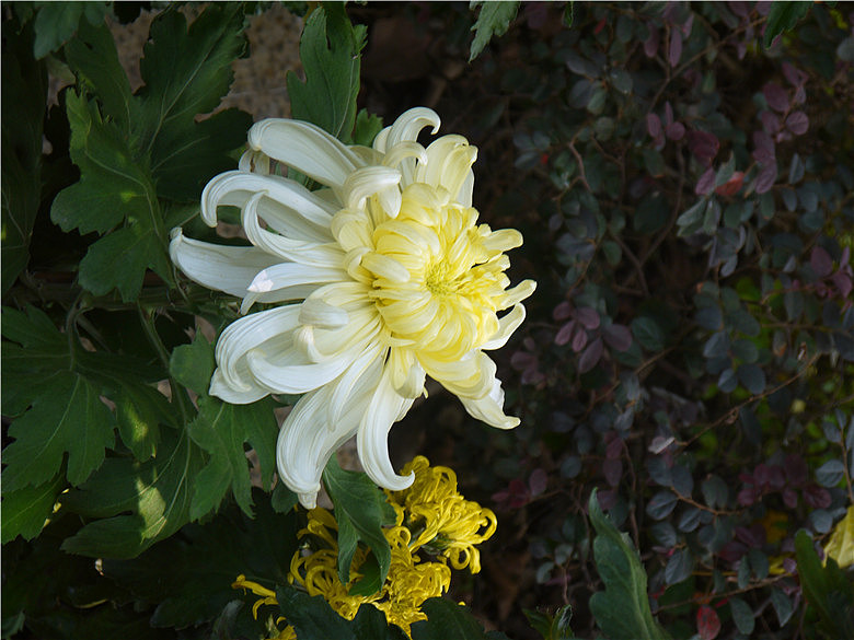 菊花（图ZMjE3MjAxNTY=） - 产品摄影 - 站酷设计师hkljb原创素材 - 站酷ZCOOL