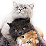 南巷花猫的头像