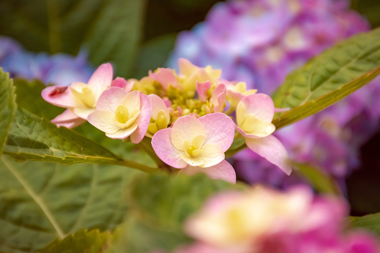 疫情下的植物园