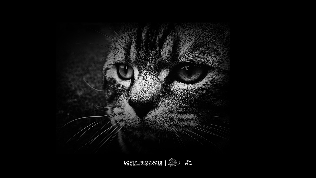 Hello kitty（图ZMTE5NDcyMzA4） - 宠物摄影 - 站酷设计师阿亮亮亮亮原创素材 - 站酷ZCOOL
