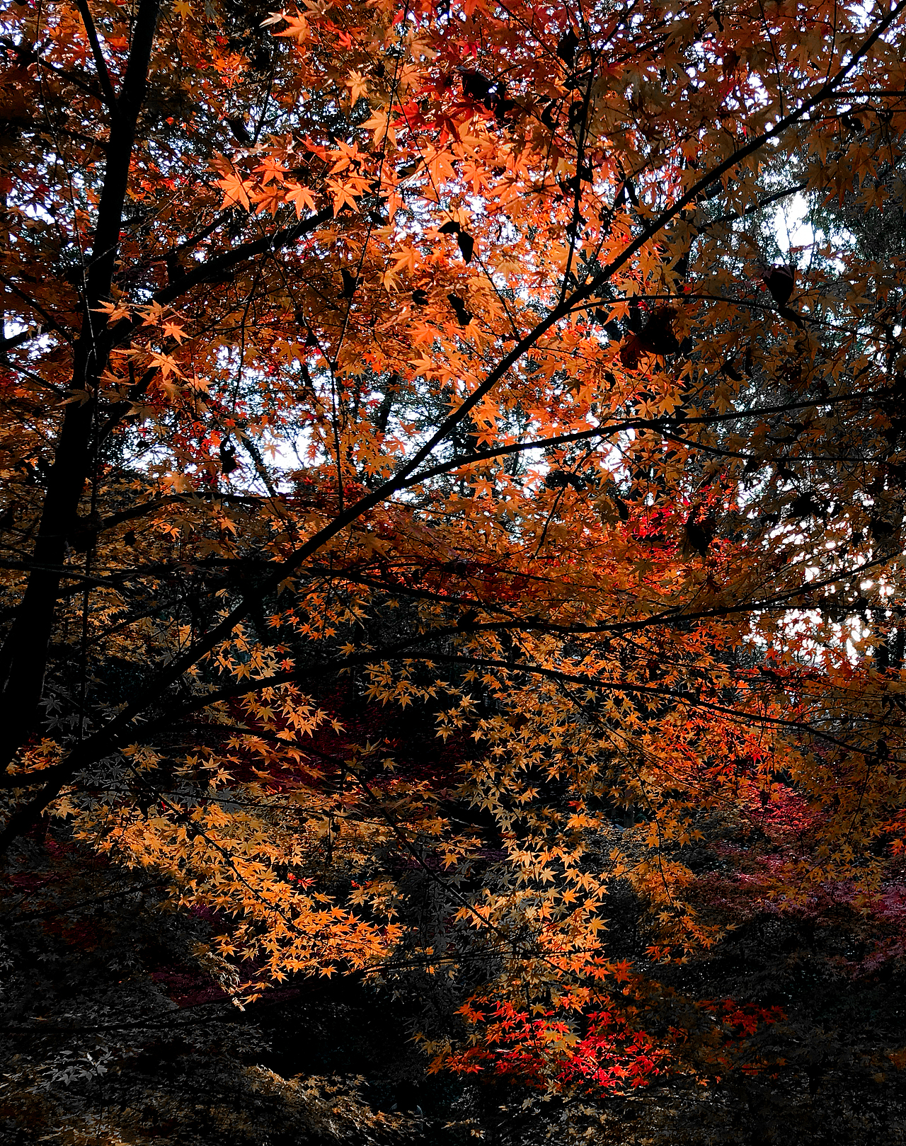 学摄影（图ZMTk0NjI2Mzc2） - 风光摄影 - 站酷设计师_SuperCat原创素材 - 站酷ZCOOL