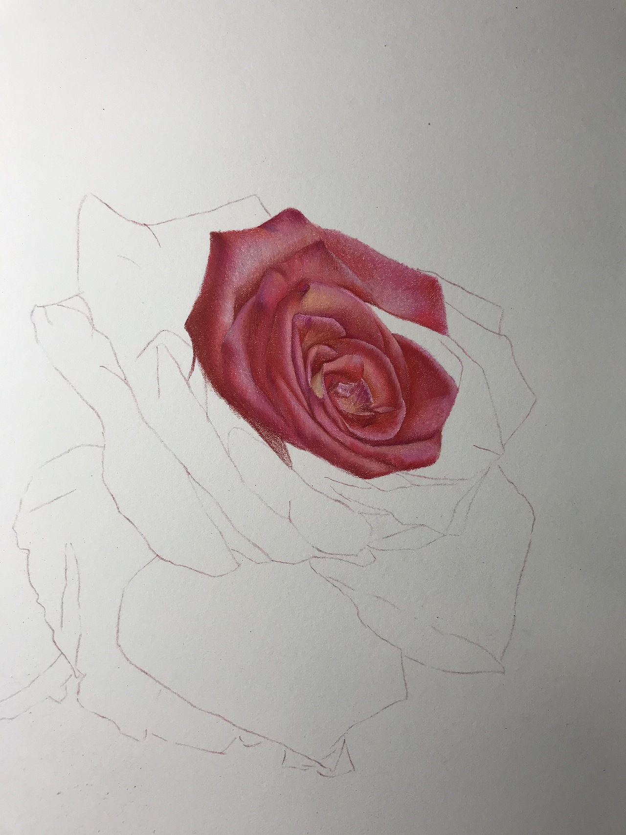 庸俗的大玫瑰！就是俗！（图ZMjY0OTQ4MDMy） - 绘画 - 站酷设计师臻于至善彩铅原创素材 - 站酷ZCOOL