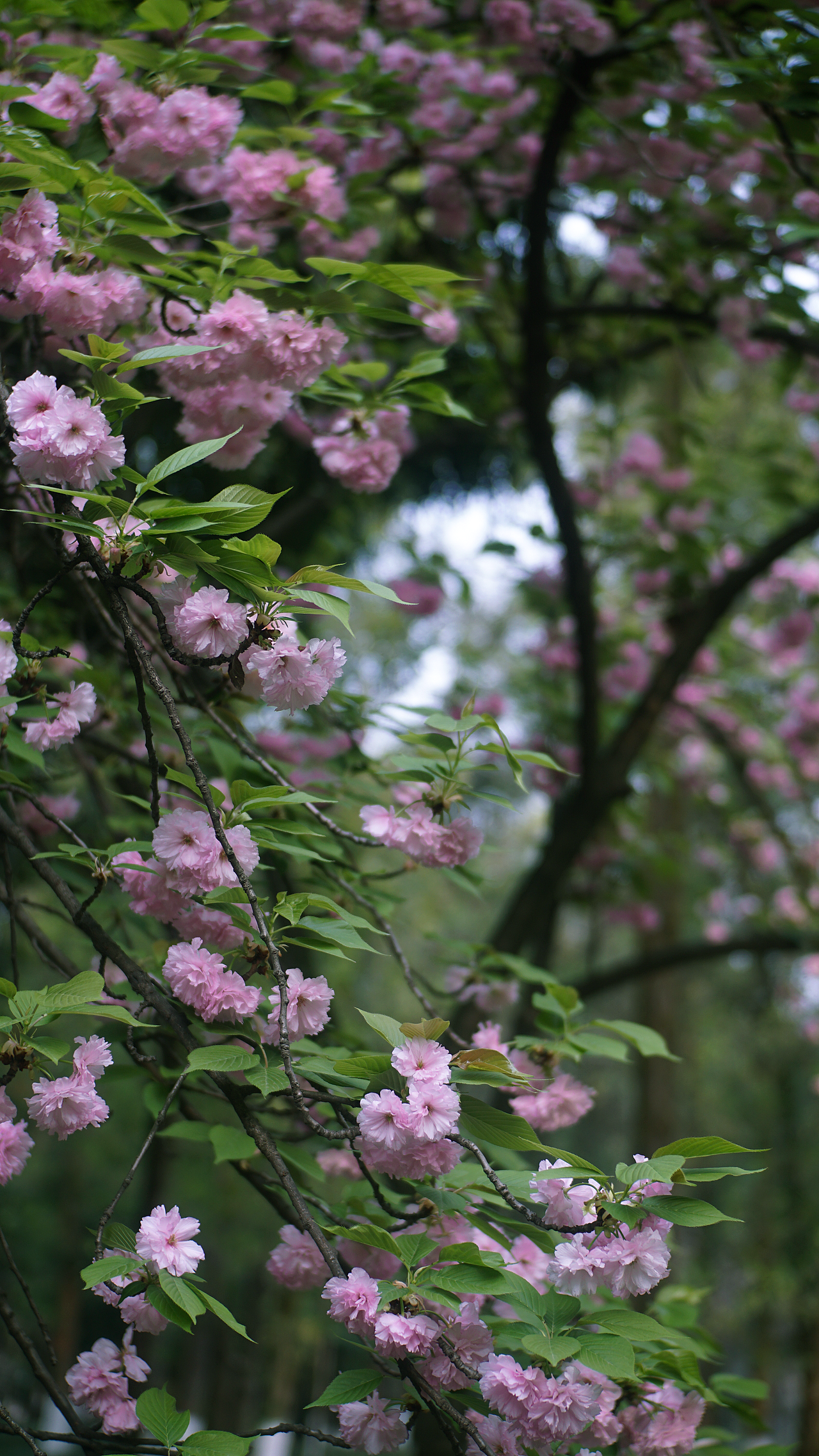 22年春 成都塔子山公园 八重樱（图ZMjkzNDQ5ODI4） - 风光摄影 - 站酷设计师张声张原创素材 - 站酷ZCOOL