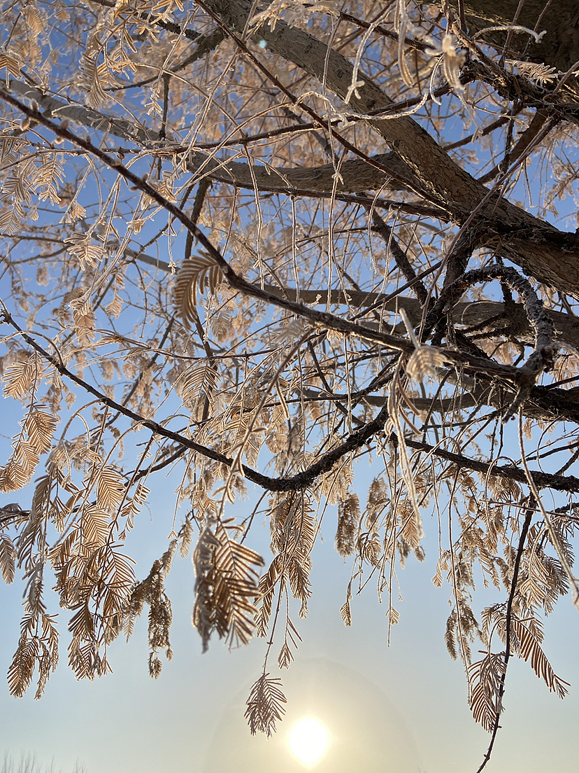 刘勇良手机纪实摄影:雪后阳光