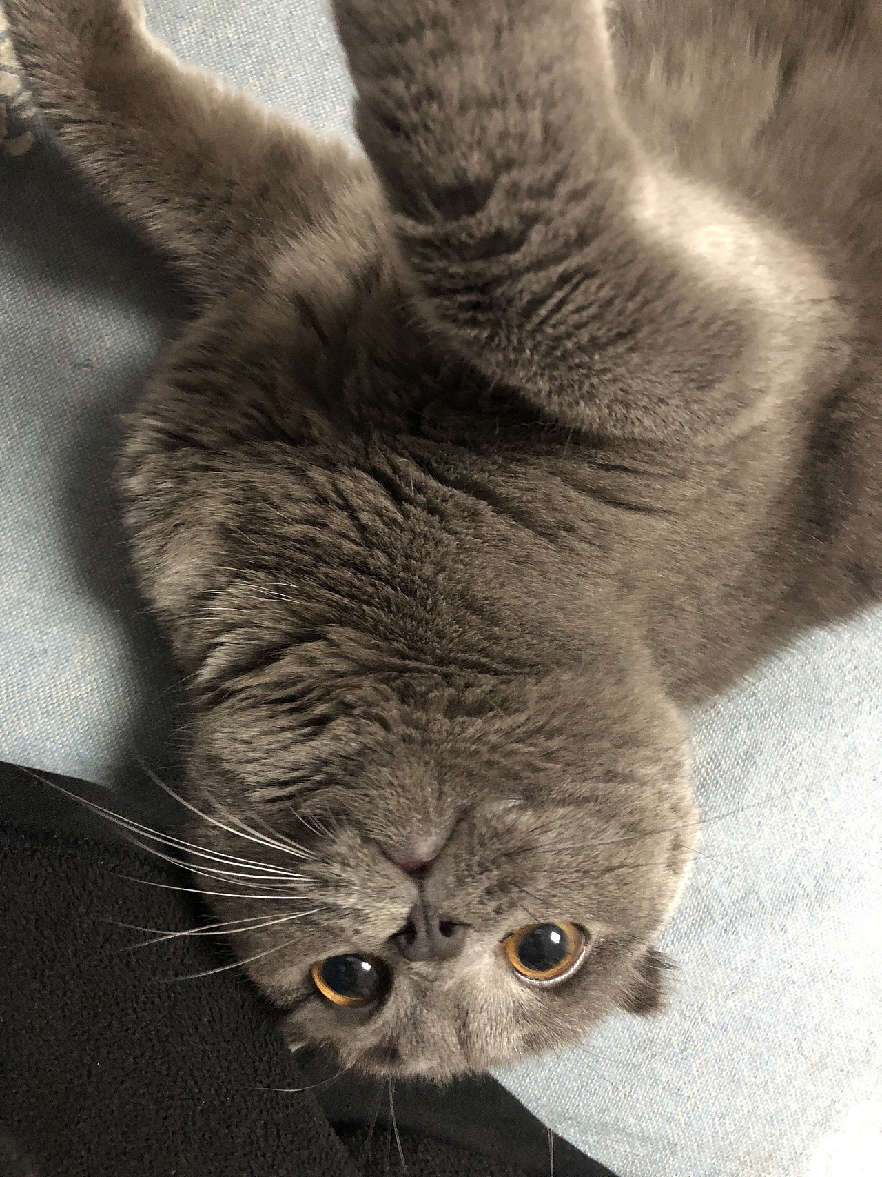 手机拍摄的小可爱们（图ZMTM0NDQzMDIw） - 人文/纪实摄影 - 站酷设计师hgeir原创素材 - 站酷ZCOOL