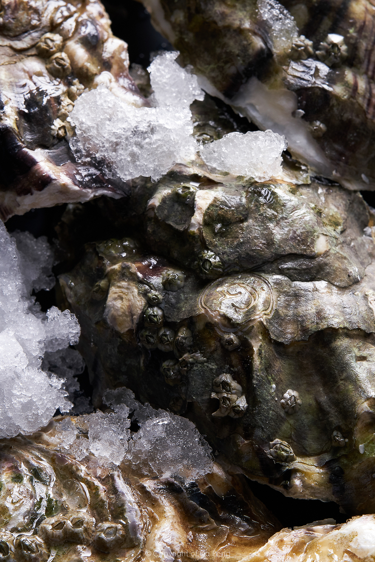 「 悦胜 」京东、淘宝线上生鲜拍摄