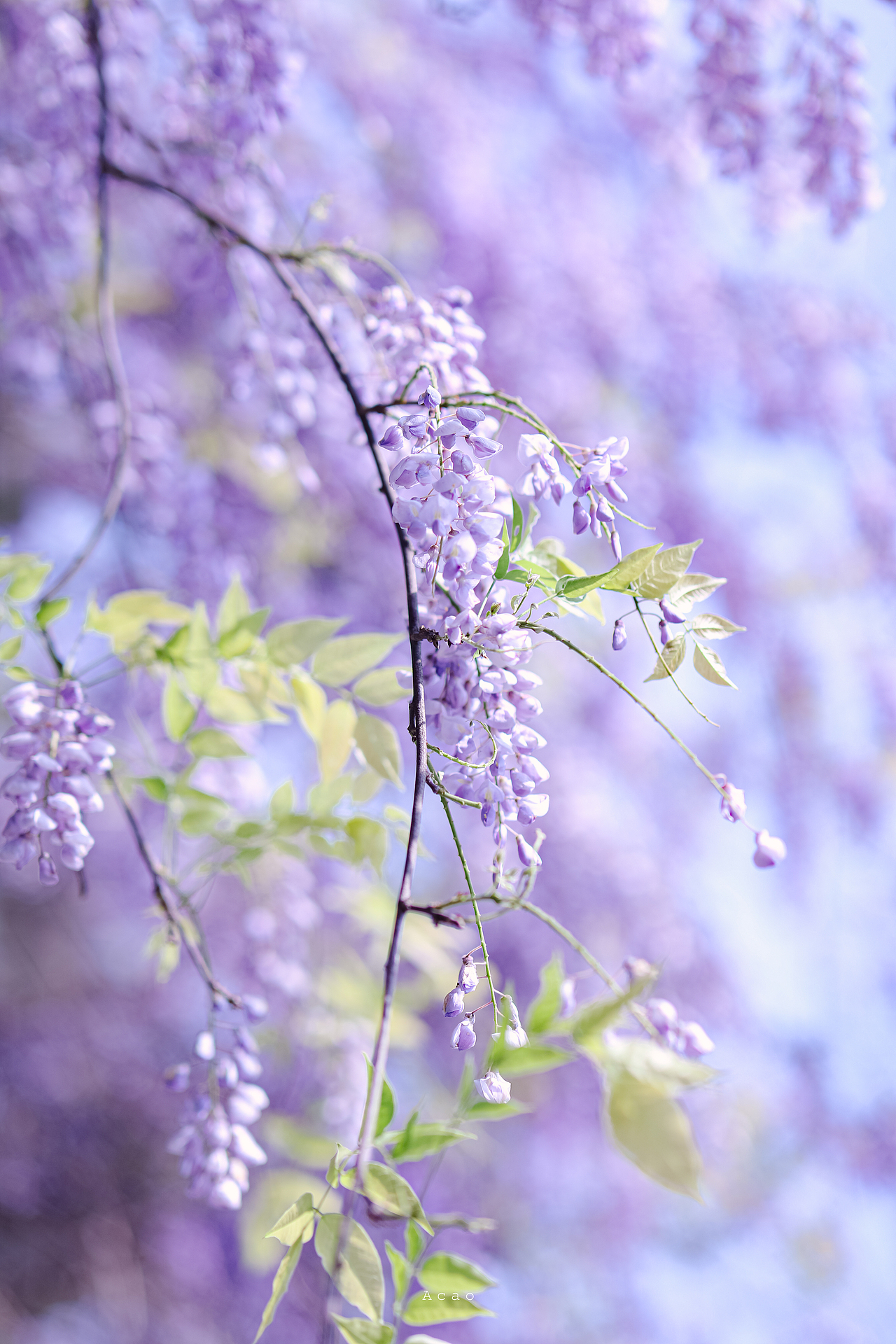 紫藤花|摄影|风光摄影|啊草_acao_原创作品-站酷zcool