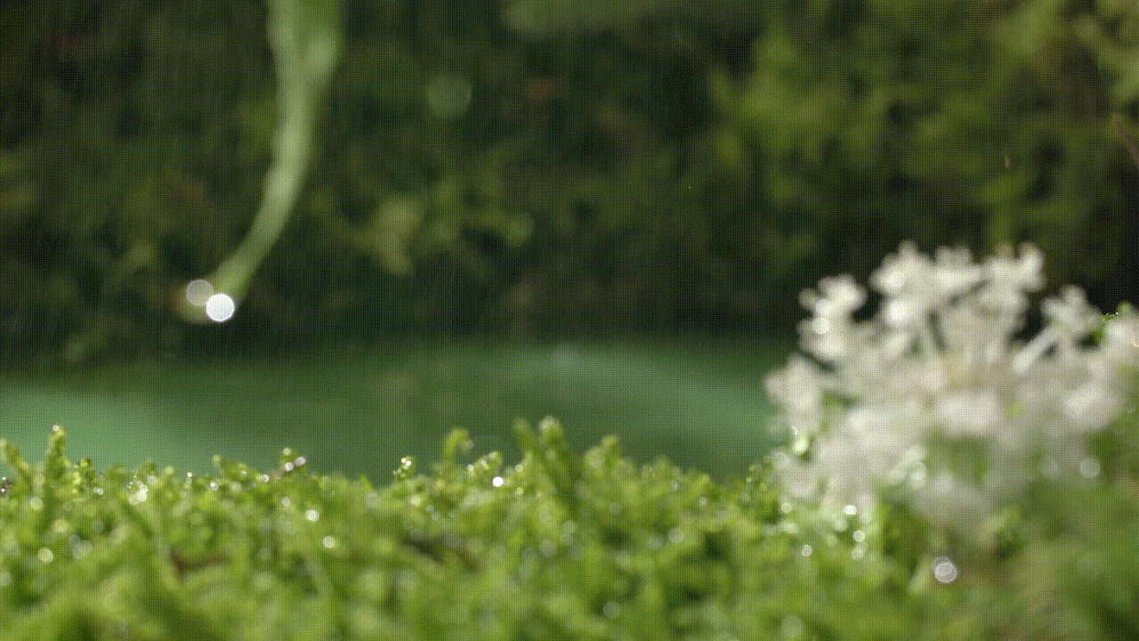 品牌视频 | 科颜氏牛油果面膜霜 x LIAOWO VISION