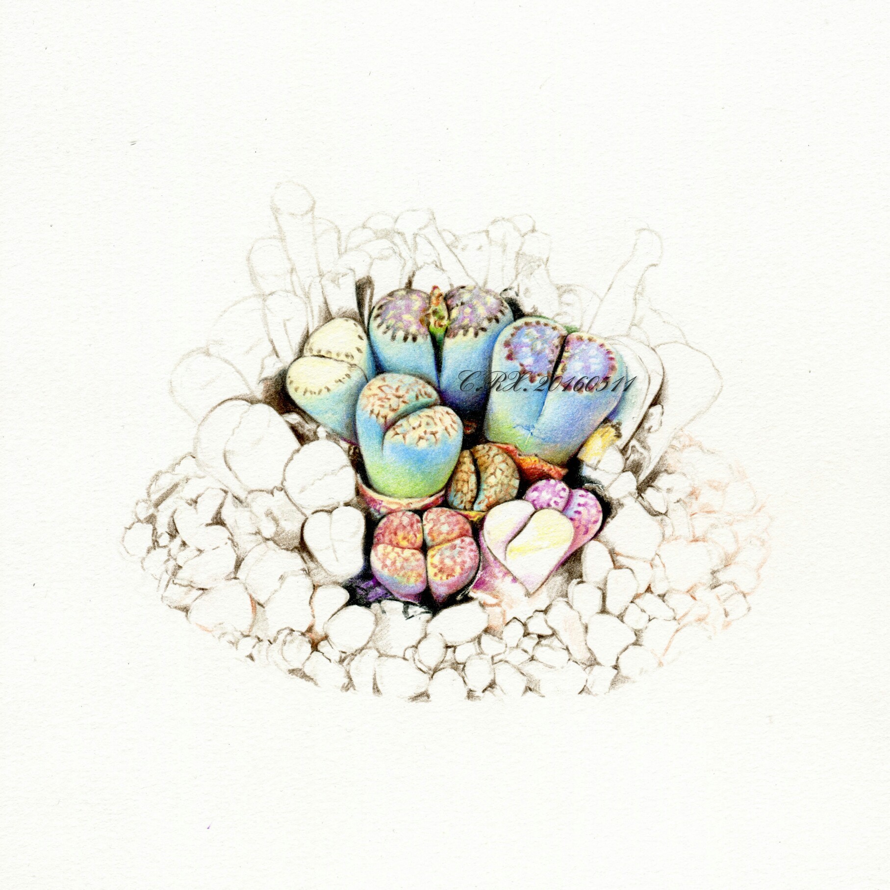 【溶萱手绘——彩铅多肉】生石花( . )