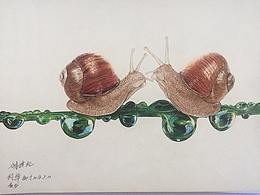 01-01-04昆虫插画---创世纪  蜗牛两只