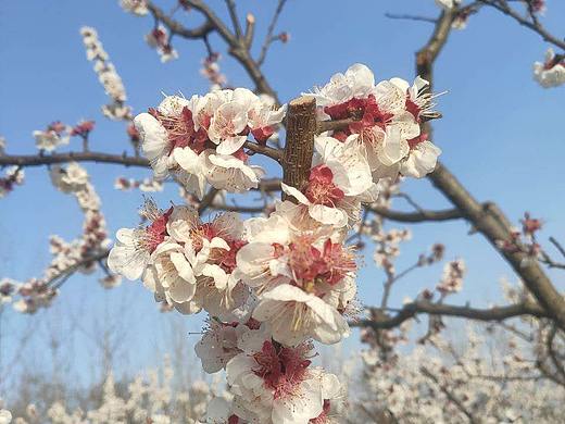 所有的努力都是为了春天的櫻花烂漫，只待你们。