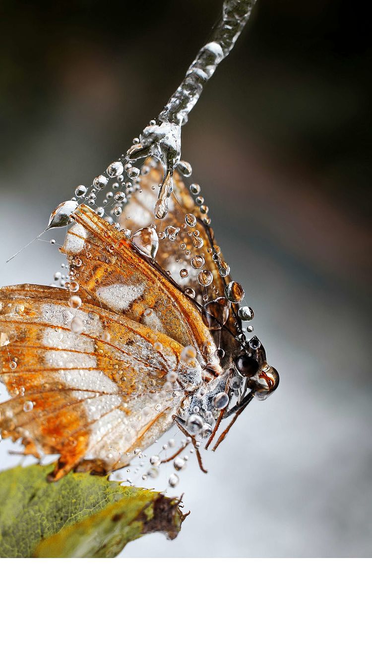 【生态摄影】世界渺小到让你只想溫柔相待