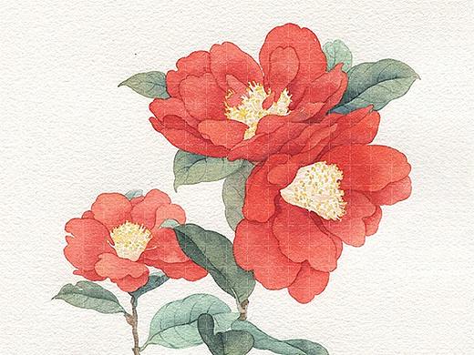 水彩手绘，山茶花