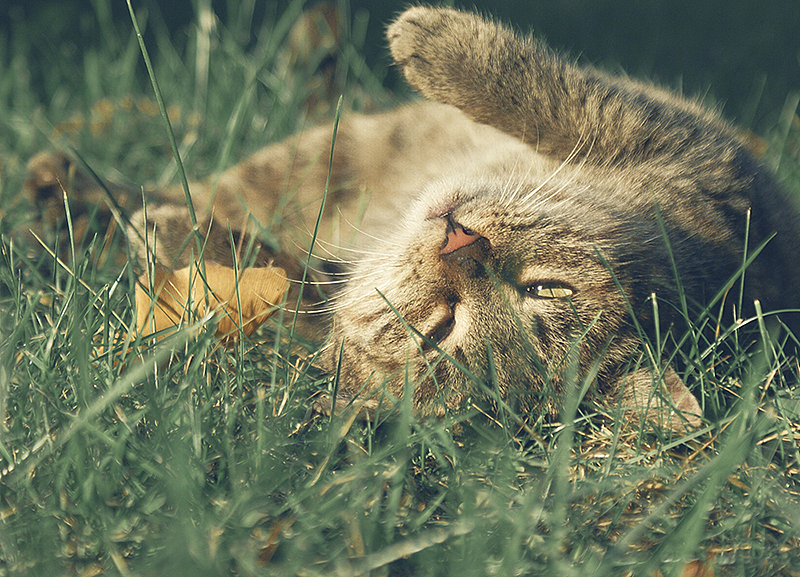 好多喵（图ZMjMzMjQ5ODg=） - 宠物摄影 - 站酷设计师anthonyqg原创素材 - 站酷ZCOOL