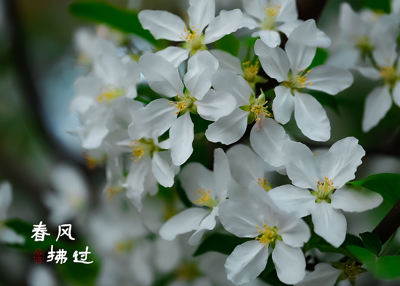 万紫千红一片春（图ZMjk3MDk0Nzg0） - 风光摄影 - 站酷设计师木林森15原创素材 - 站酷ZCOOL