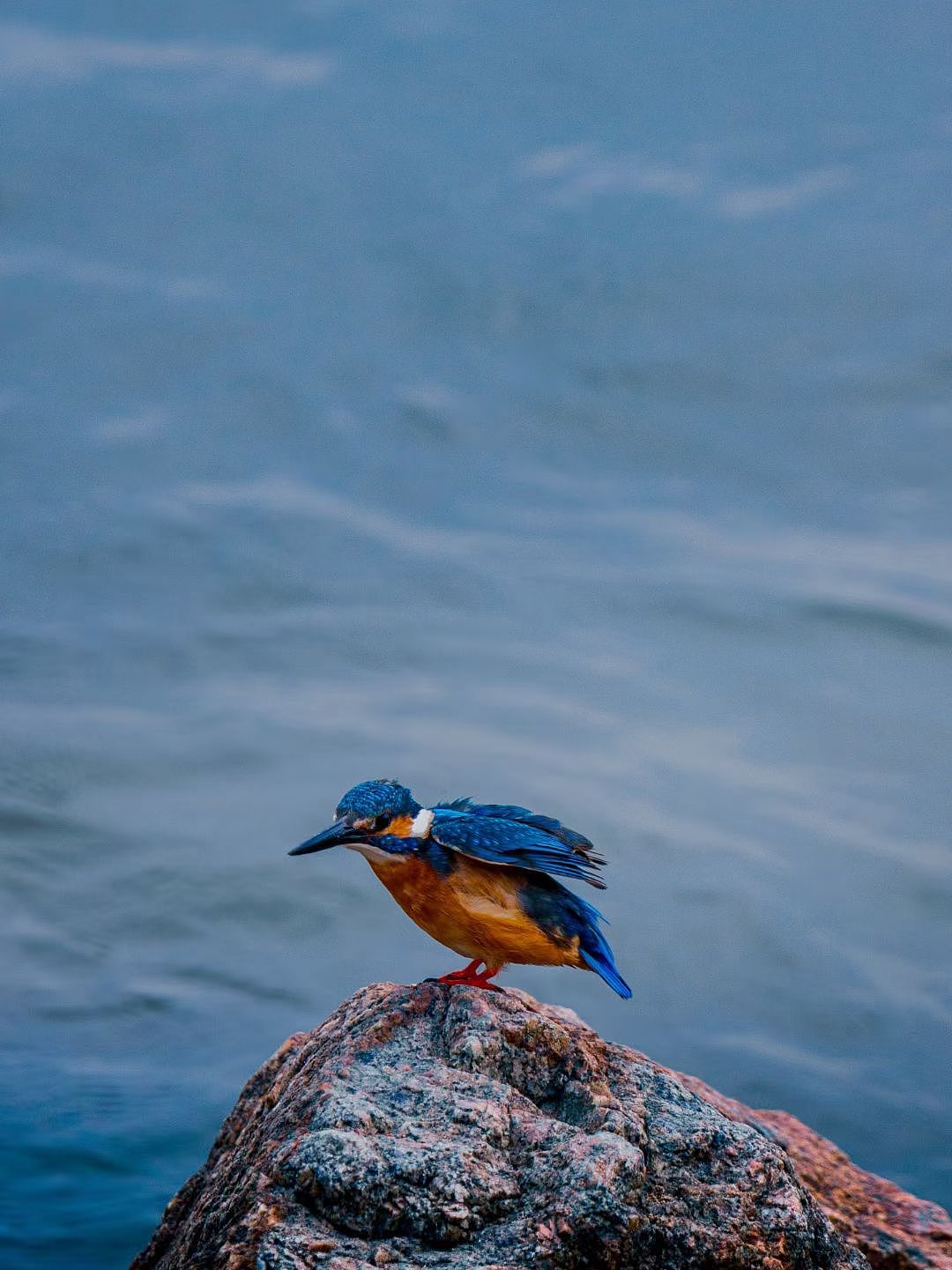 深圳湾西伯利亚的候鸟（图ZMzM0MjI0NzE2） - 人文/纪实摄影 - 站酷设计师放羊的阿鑫原创素材 - 站酷ZCOOL