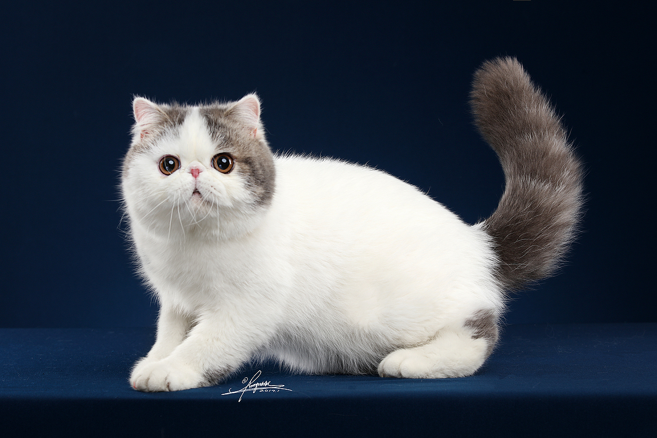 异国短毛猫AMYWORKS,拍摄于四川成都