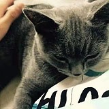 六茶的头像