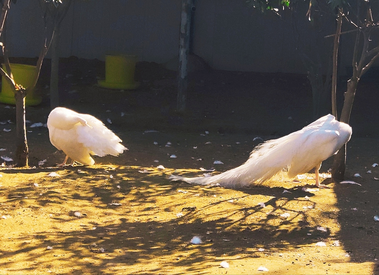 浪漫至死不渝（图ZMjQyNzkwNzAw） - 宠物摄影 - 站酷设计师野原无力原创素材 - 站酷ZCOOL