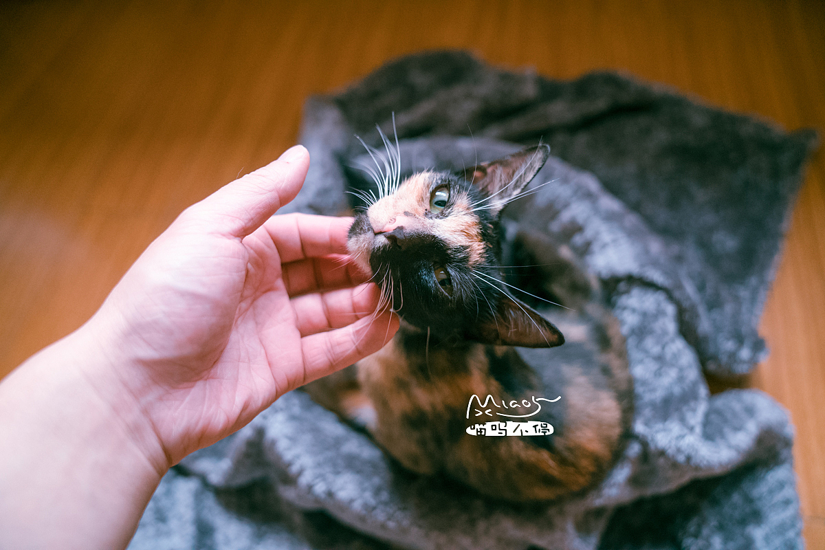 朋友家收养的奶猫们毕业啦（图ZOTAyMTAyNjg=） - 宠物摄影 - 站酷设计师喵呜不停原创素材 - 站酷ZCOOL