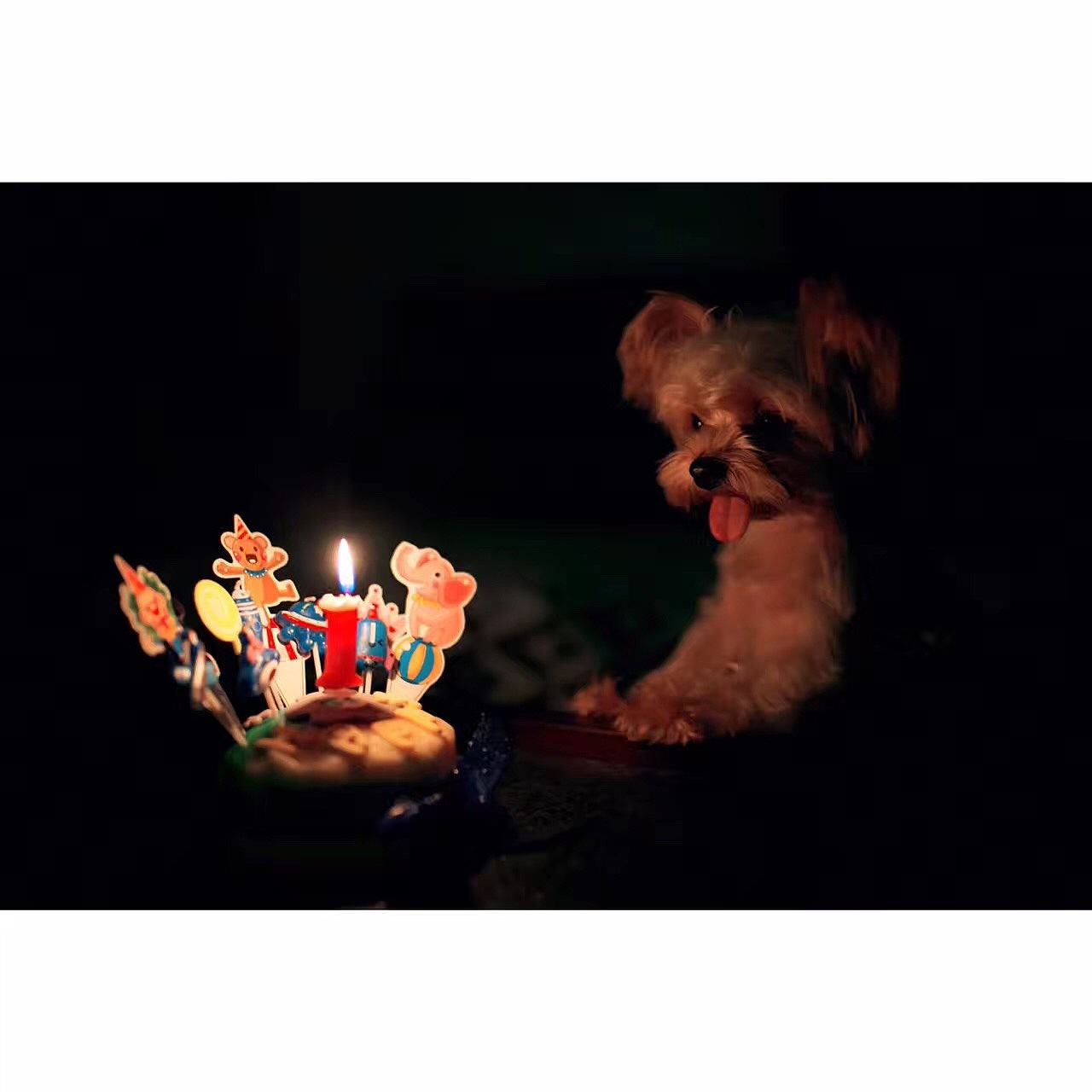 宝贝一岁庆生（图ZNTkzNzU5OTI=） - 宠物摄影 - 站酷设计师挂糖原创素材 - 站酷ZCOOL