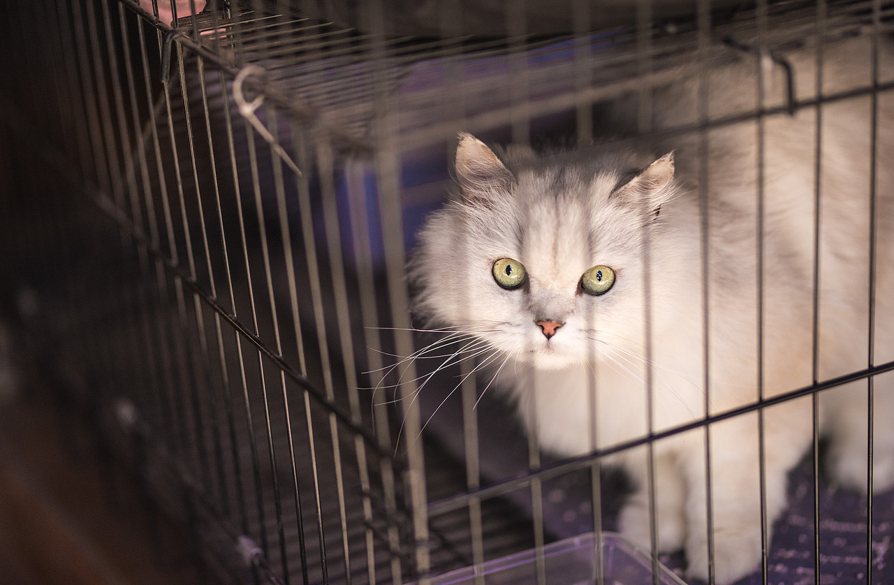 花正开（图ZNjg1NjE0NDA=） - 风光摄影 - 站酷设计师猫有灵原创素材 - 站酷ZCOOL