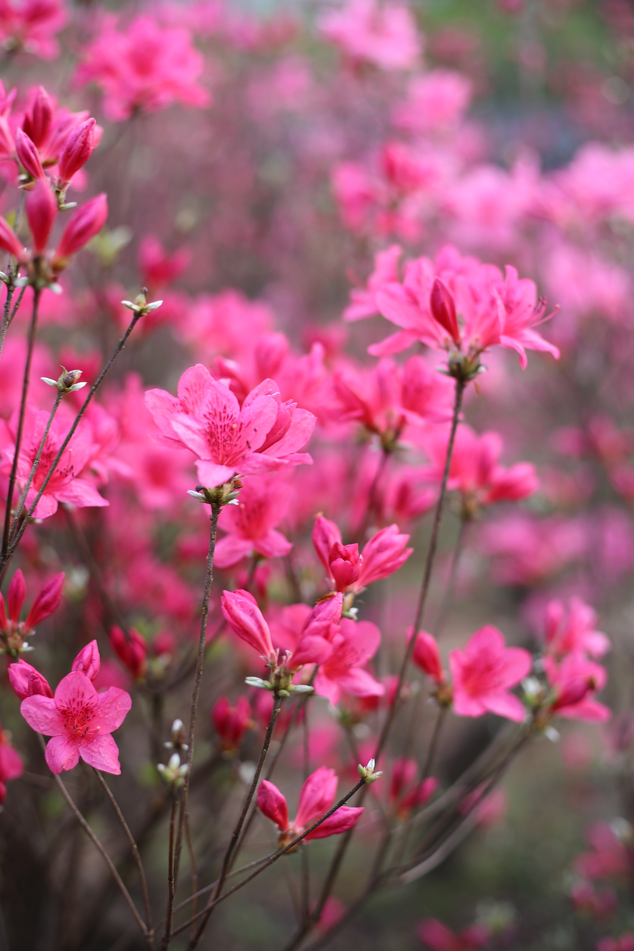 杜鹃花 |摄影|风光摄影|cxm512246664_原创作品-站酷zcool