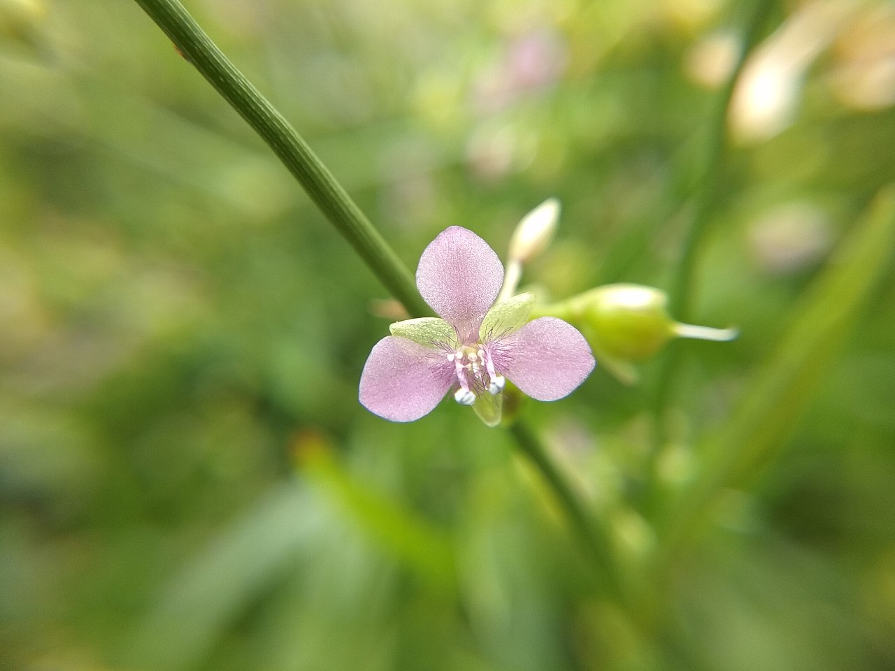 裸花水竹叶开花