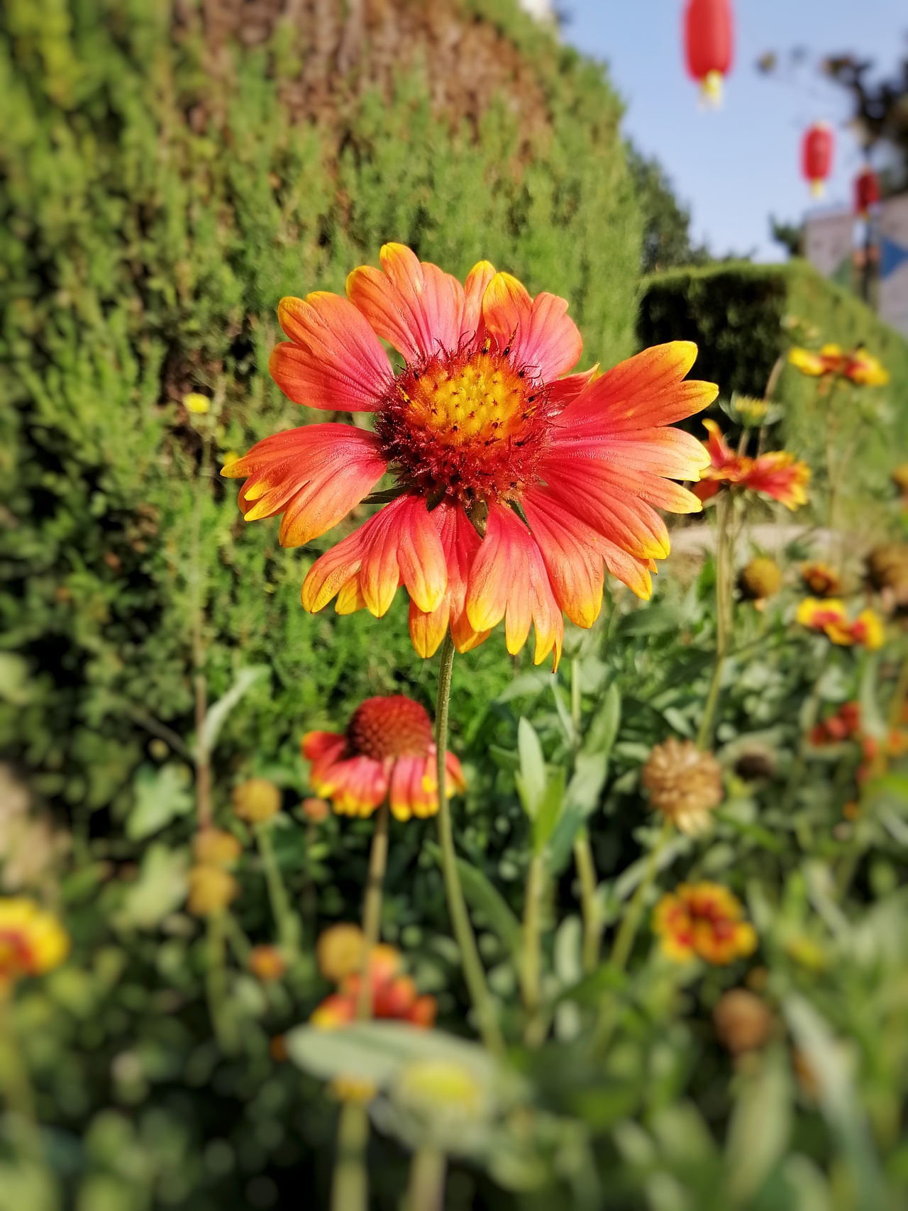 秋日胜春朝（图ZMTI5NDQxMzg0） - 风光摄影 - 站酷设计师于先生Plus10原创素材 - 站酷ZCOOL