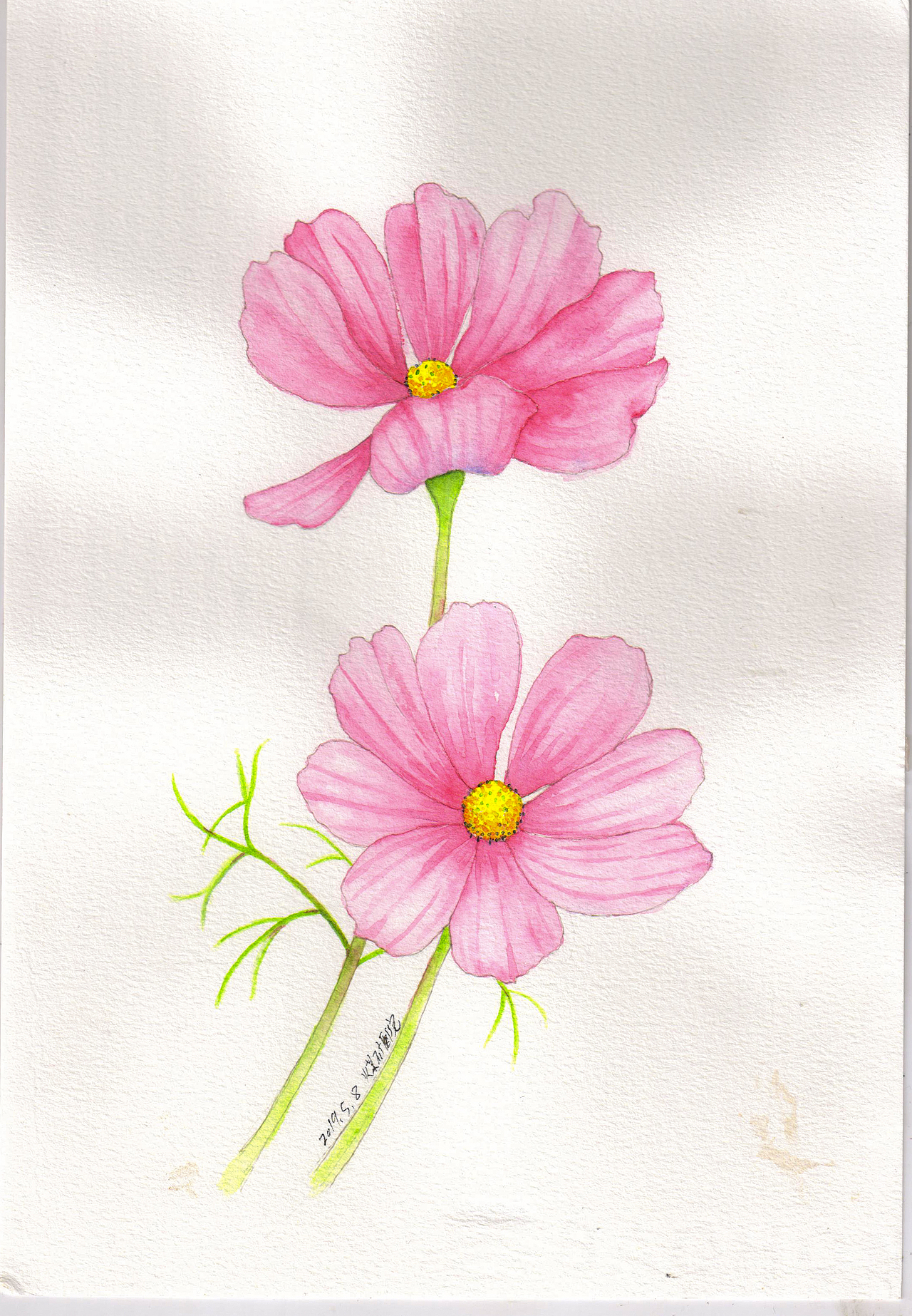 每周一画-波斯菊