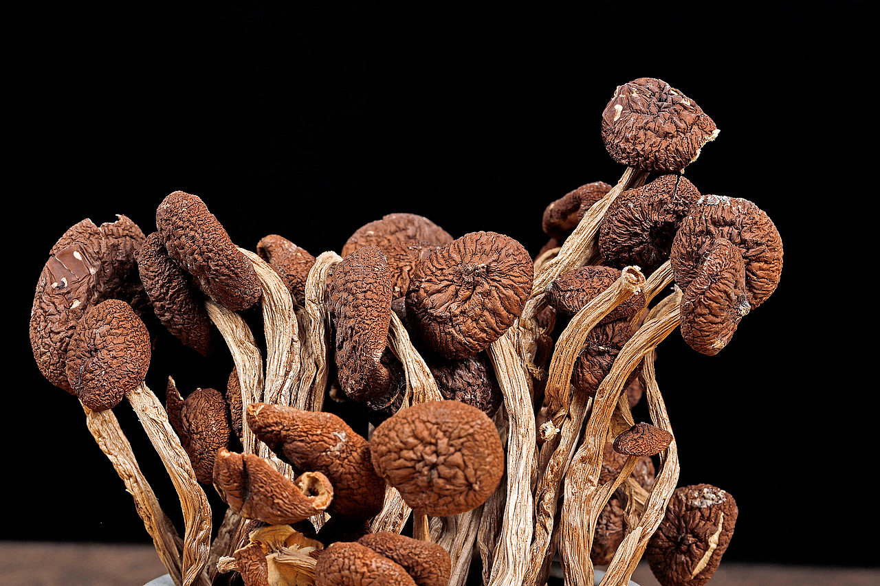 茶树菇-产品拍摄