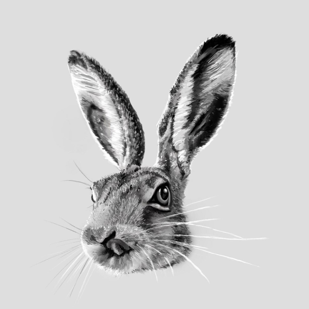 兔子2|插画|创作习作|震9595 - 原创作品 - 站酷 (ZCOOL)