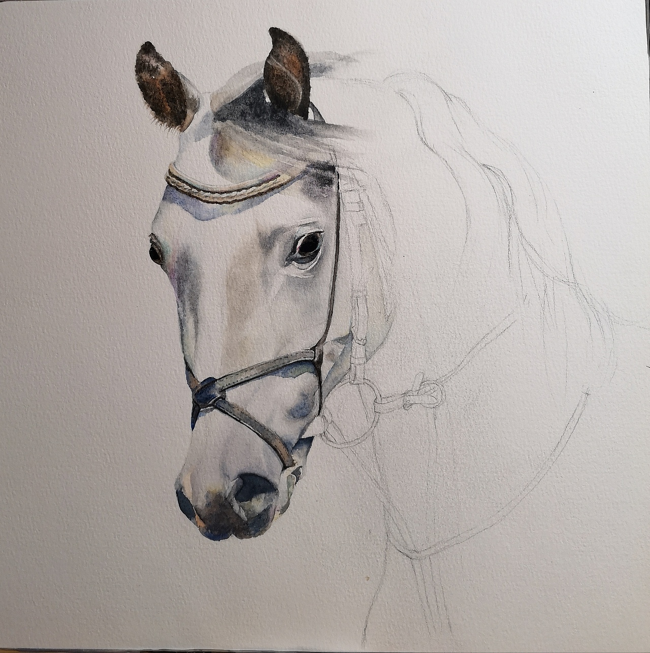 马|纯艺术|绘画|wodejia88_原创作品-站酷zcool