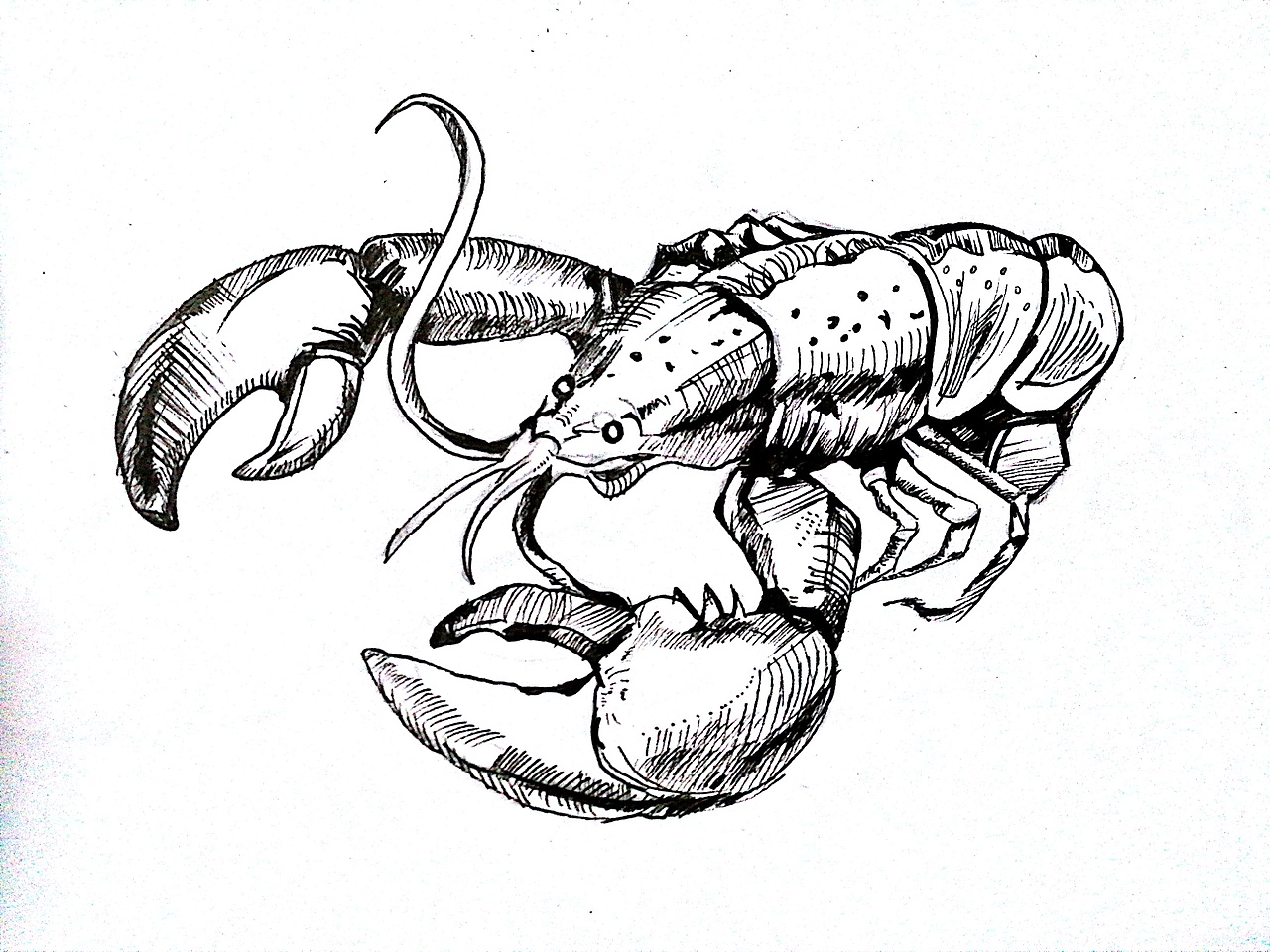 海鲜钢笔画