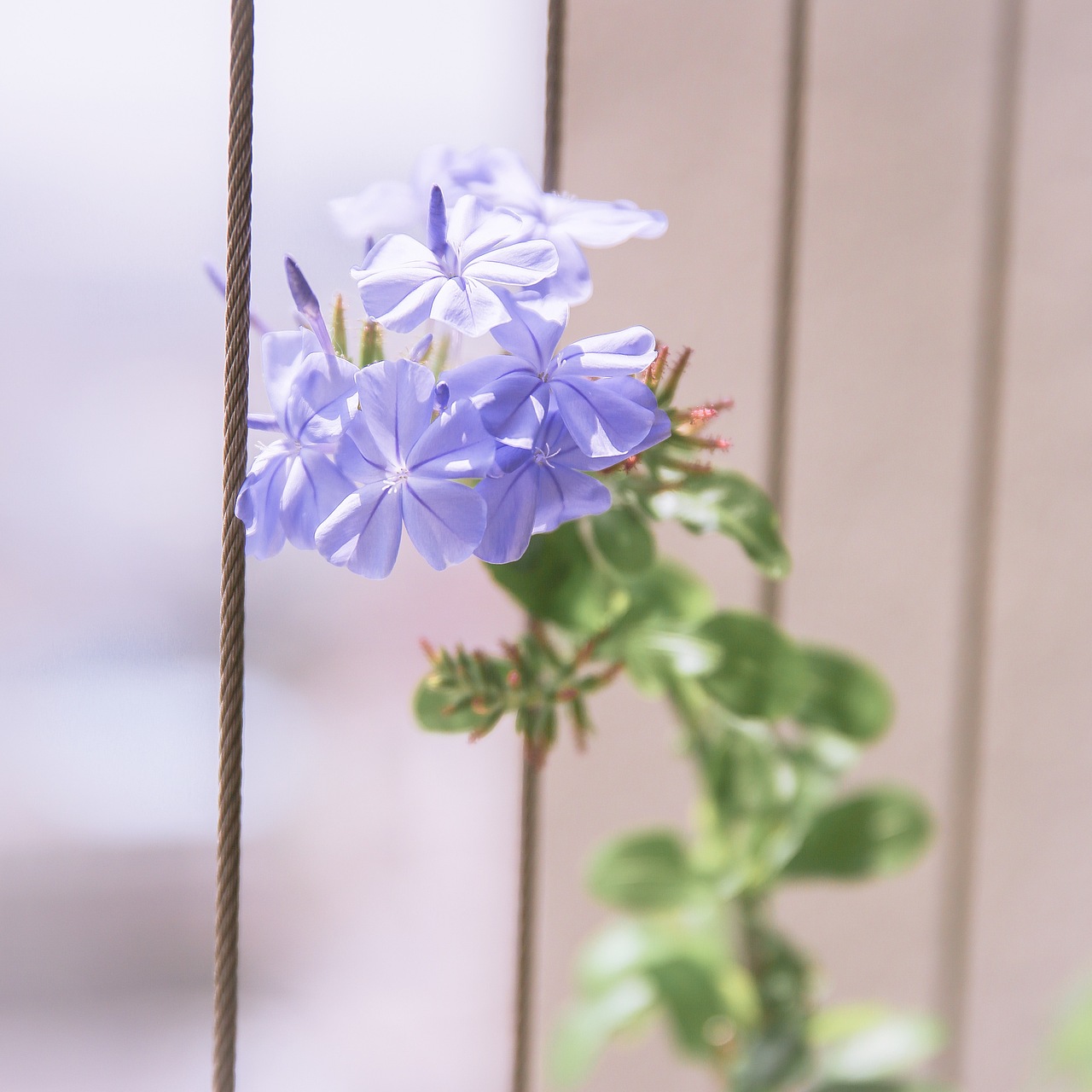 今日份多肉植物