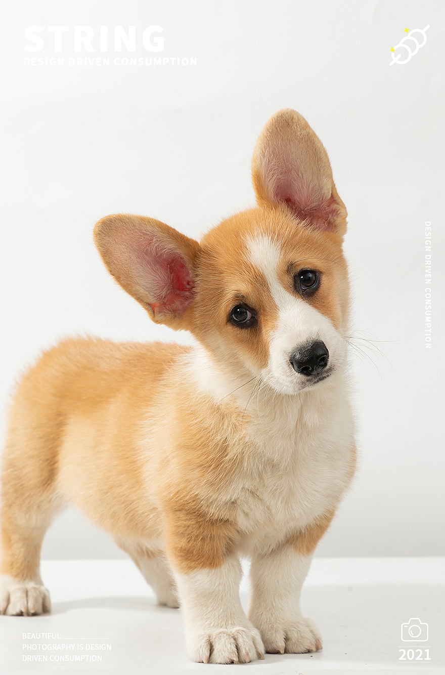 宠物摄影-大耳兔与忧郁王子|摄影|宠物摄影|串串工厂 - 原创作品