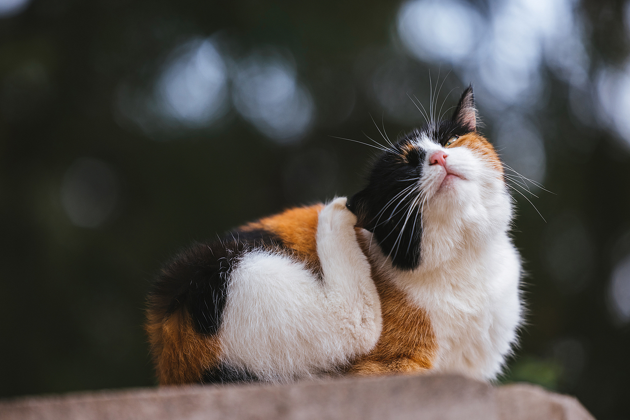 使用佳能EOS R5解锁更多猫咪姿势(图ZMjIyNDgxMTA4) - 宠物摄影 - 站酷设计师克查原创素材 - 站酷ZCOOL