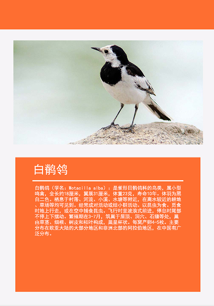 鸟类画册2（图ZMTMzMDg0NjAw） - 书籍/画册 - 站酷设计师浅墨幺幺原创素材 - 站酷ZCOOL
