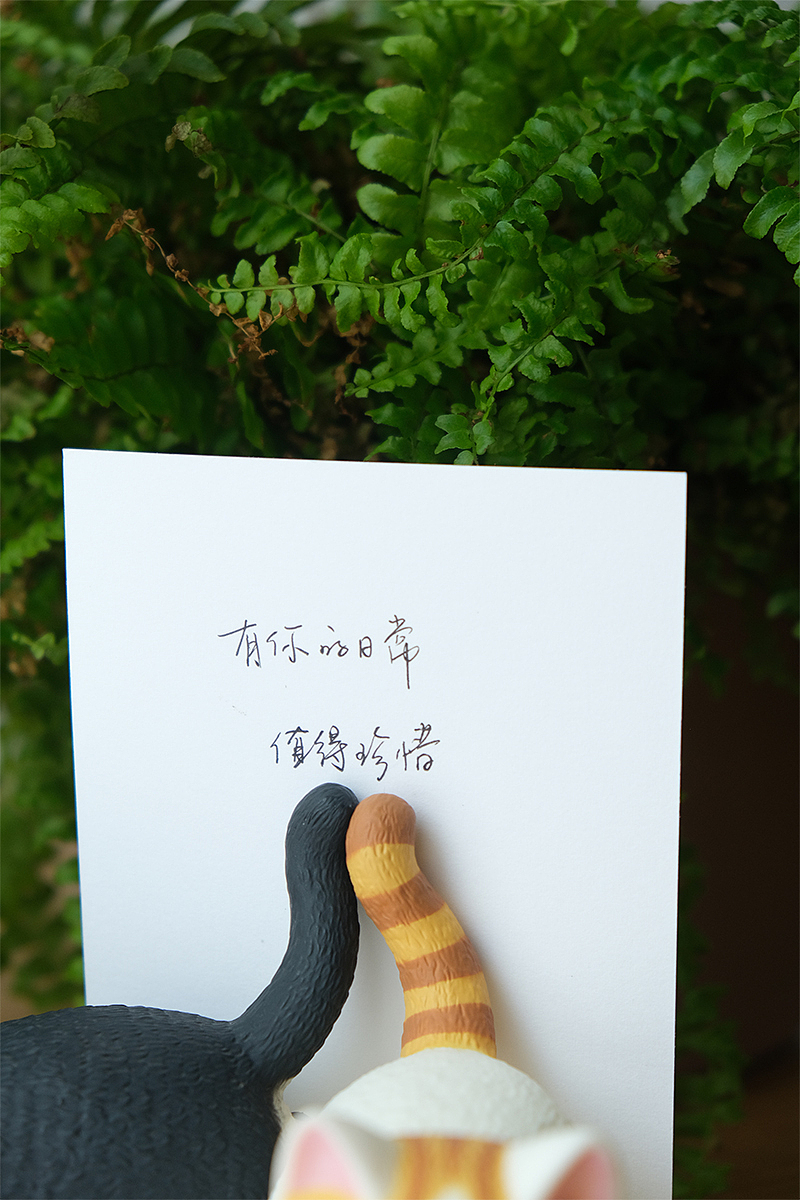 定格动画 | 猫猫的七夕礼物