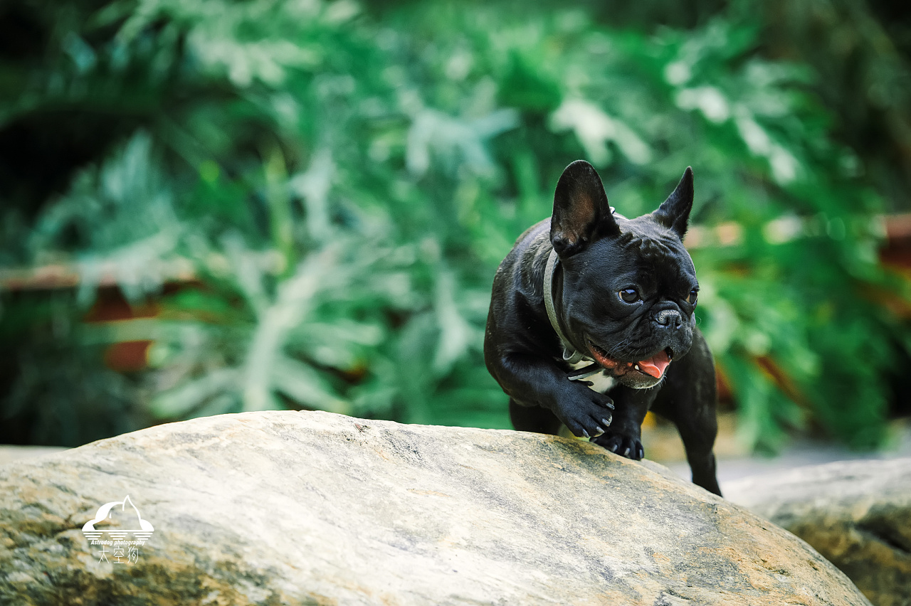 太空狗宠物摄影 法斗