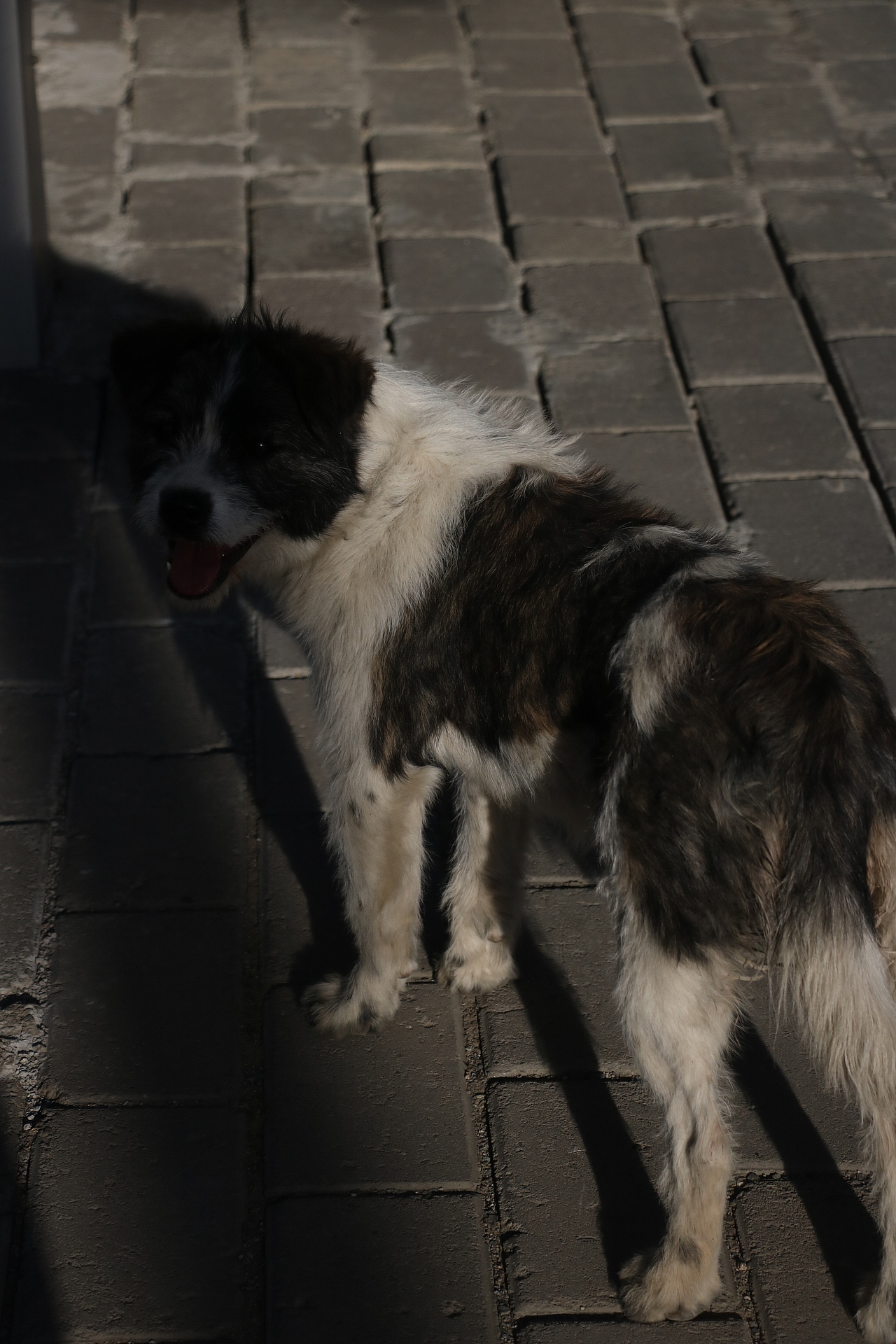 扫街日记（图ZMjk1NzY3ODA4） - 人文/纪实摄影 - 站酷设计师见习忍者原创素材 - 站酷ZCOOL