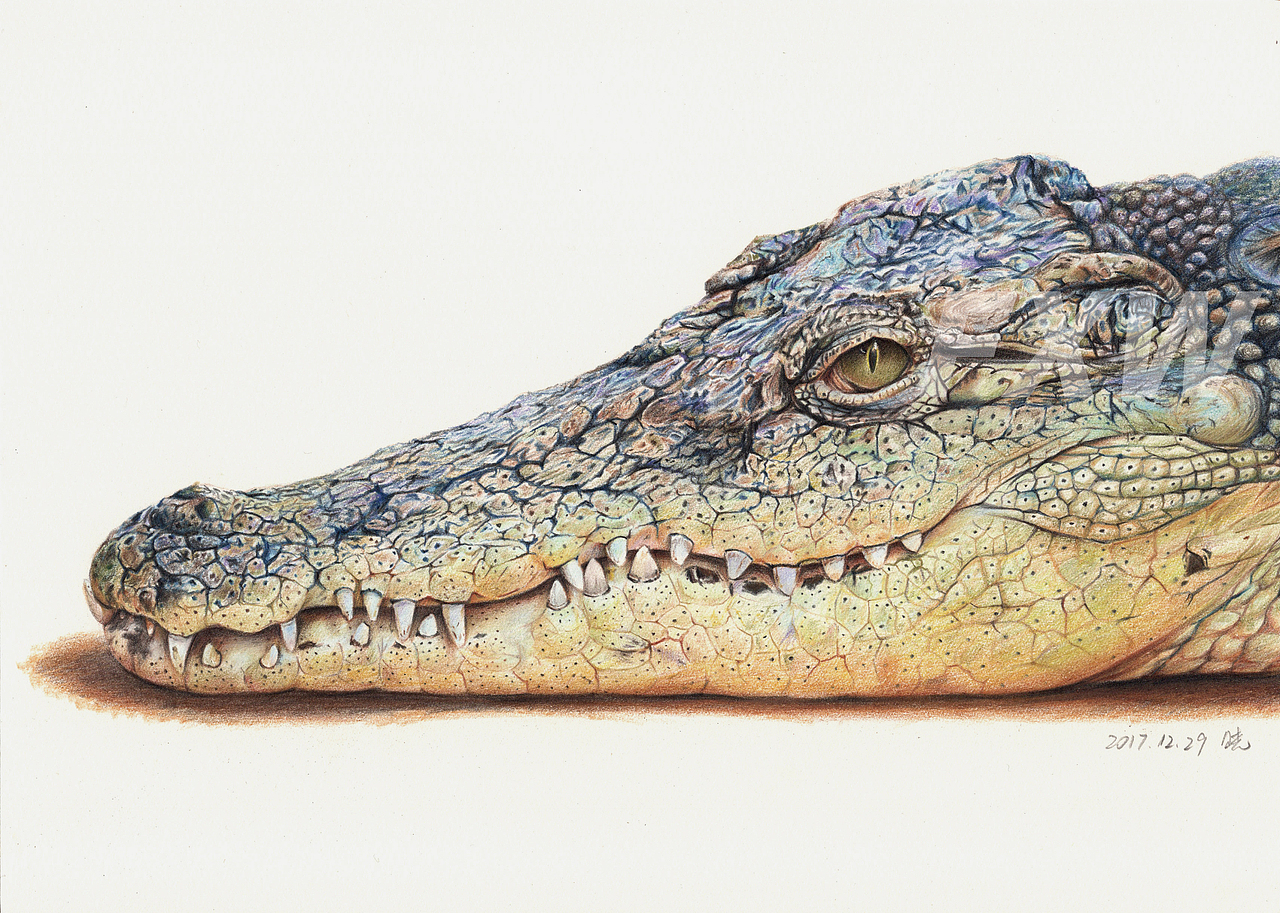 彩铅画《鳄鱼》（图ZMzE3MzIxNTIw） - 绘画 - 站酷设计师樊晓闻xiaoW原创素材 - 站酷ZCOOL