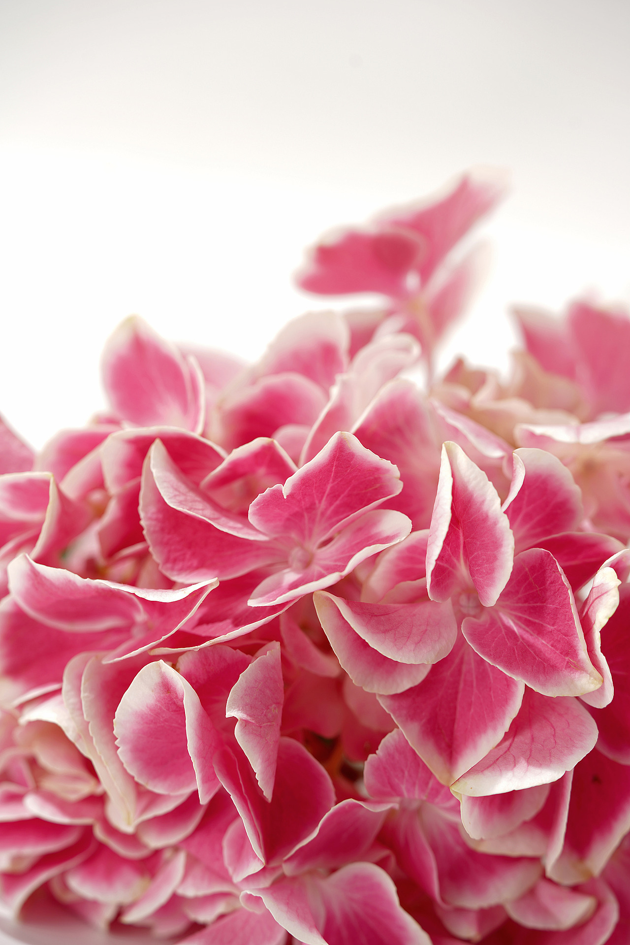 花之素材拍摄素材（图ZMzY2OTE3NDY4） - 产品摄影 - 站酷设计师乱发艺术家原创素材 - 站酷ZCOOL